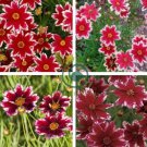 Rare Hardy Multi-color Jewel Ruby Frost Coreopsis Flower 40 Seeds