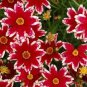 Rare Hardy Multi-color Jewel Ruby Frost Coreopsis Flower 40 Seeds