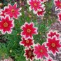 Rare Hardy Multi-color Jewel Ruby Frost Coreopsis Flower 40 Seeds