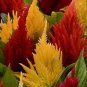 Dwarf Plumed Cockscomb Mixed 400 Seeds