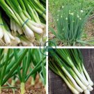 Chinese Green Onion Fresh Vegetables Welsh Onion Scallion 2000 Seeds