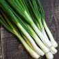 Chinese Green Onion Fresh Vegetables Welsh Onion Scallion 2000 Seeds