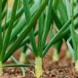 Chinese Green Onion Fresh Vegetables Welsh Onion Scallion 2000 Seeds