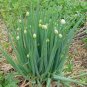 Chinese Green Onion Fresh Vegetables Welsh Onion Scallion 2000 Seeds