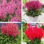 Fireberry False Spiraea Red Astilbe Perennial Flower 200 Seeds