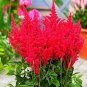 Fireberry False Spiraea Red Astilbe Perennial Flower 200 Seeds