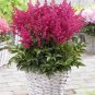 Fireberry False Spiraea Red Astilbe Perennial Flower 200 Seeds