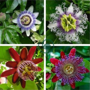 Rare 'wind' Granadilla Passion Fruit Perennial Climbing Flower 40 Seeds