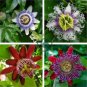 Rare 'wind' Granadilla Passion Fruit Perennial Climbing Flower 40 Seeds