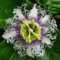 Rare 'wind' Granadilla Passion Fruit Perennial Climbing Flower 40 Seeds
