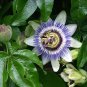 Rare 'wind' Granadilla Passion Fruit Perennial Climbing Flower 40 Seeds