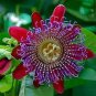 Rare 'wind' Granadilla Passion Fruit Perennial Climbing Flower 40 Seeds