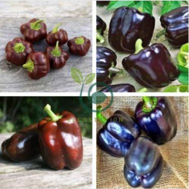 Heirloom Mini Chocolate Sweet Bell Pepper 40 Seeds