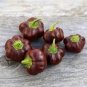 Heirloom Mini Chocolate Sweet Bell Pepper 40 Seeds