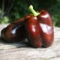 Heirloom Mini Chocolate Sweet Bell Pepper 40 Seeds