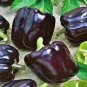 Heirloom Mini Chocolate Sweet Bell Pepper 40 Seeds