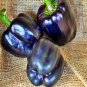 Heirloom Mini Chocolate Sweet Bell Pepper 40 Seeds