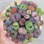 Mix Living Stone Plants 200 Seeds