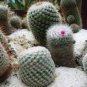 Sexy Cactus Seeds Indoor Outdoor Planting available 20 Seeds