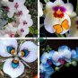 Rare Mixed Colorful Phalaenopsis Amabilis Butterfly Orchid 200 Seeds