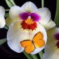Rare Mixed Colorful Phalaenopsis Amabilis Butterfly Orchid 200 Seeds