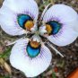 Rare Mixed Colorful Phalaenopsis Amabilis Butterfly Orchid 200 Seeds
