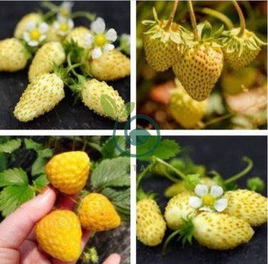 Sweet Yellow Alpine Strawberry  400 Seeds
