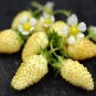 Sweet Yellow Alpine Strawberry  400 Seeds
