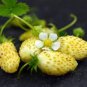 Sweet Yellow Alpine Strawberry  400 Seeds