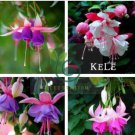Fuchsia Bonsai Hanging Flowers 200 Seeds