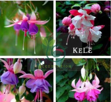 Fuchsia Bonsai Hanging Flowers 200 Seeds