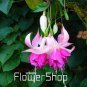 Fuchsia Bonsai Hanging Flowers 200 Seeds