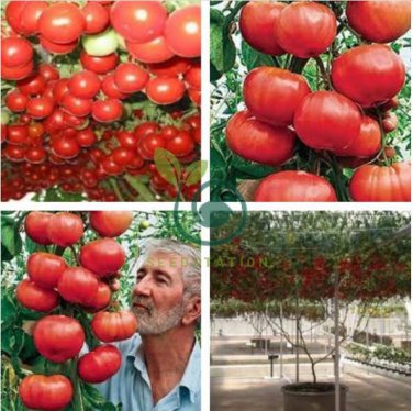 Italian Tree Tomato 'Trip L Crop' 400 Seeds