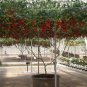 Italian Tree Tomato 'Trip L Crop' 400 Seeds