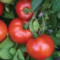 Park's Whopper CR Improved Hybrid Tomato 200 Seeds