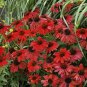 Cherry Dark Red Black Eyed Coneflowers Echinacea 400 Seeds