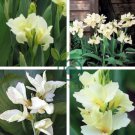 Canna Lily  Gorgeous Lily-like Blossoms in Cream White 100 Seeds