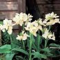 Canna Lily  Gorgeous Lily-like Blossoms in Cream White 100 Seeds