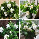 Gardenia Plant (Cape Jasmine) Home Garden Potted Bonsai 200 Seeds
