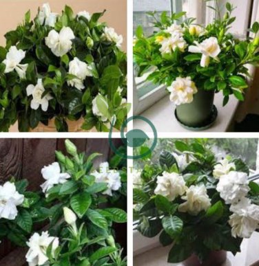 Gardenia Plant (Cape Jasmine) Home Garden Potted Bonsai 200 Seeds