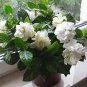 Gardenia Plant (Cape Jasmine) Home Garden Potted Bonsai 200 Seeds