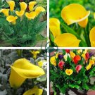 Calla Flower 4 Seeds