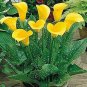 Calla Flower 4 Seeds