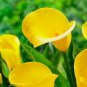 Calla Flower 4 Seeds