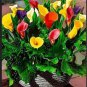 Calla Flower 4 Seeds