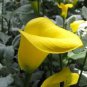 Calla Flower 4 Seeds