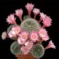 Cactus  Pink Flowers 100 Seeds