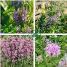 Certified Organic Lemon Bee Balm 40 Seeds