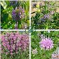 Certified Organic Lemon Bee Balm 40 Seeds