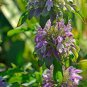 Certified Organic Lemon Bee Balm 40 Seeds